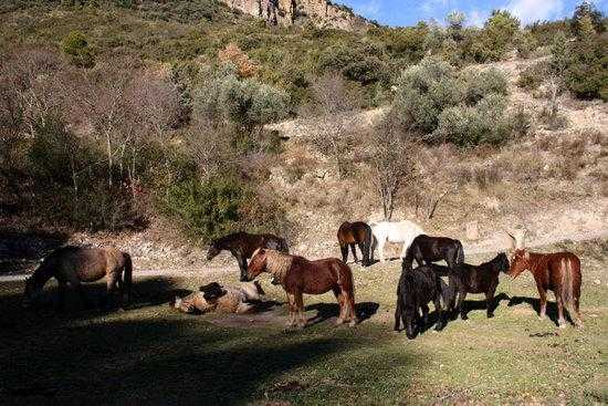 ⏯️ La Fundació Miranda deixa la finca que tenia arrendada per falta de recursos econòmics