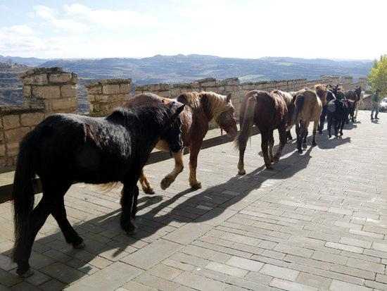 ⏯️ La Fundació Miranda deixa la finca que tenia arrendada per falta de recursos econòmics