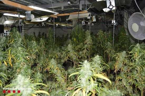 Detinguts per cultivar marihuana a l'interior d'un magatzem de Lleida