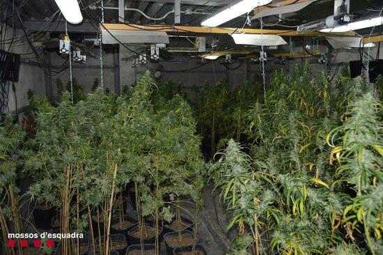 Detinguts per cultivar marihuana a l'interior d'un magatzem de Lleida