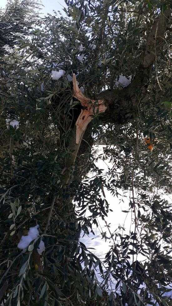 Oliveres del Segrià del Secà, afectades pel temporal Filomena