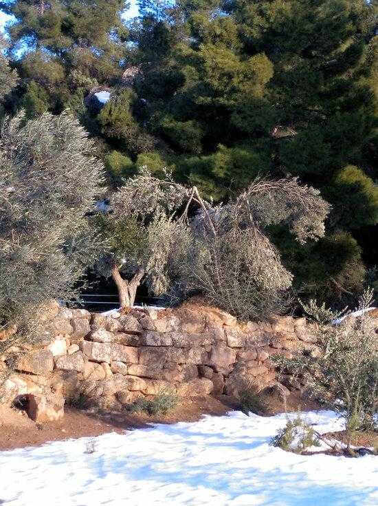 Oliveres del Segrià del Secà, afectades pel temporal Filomena