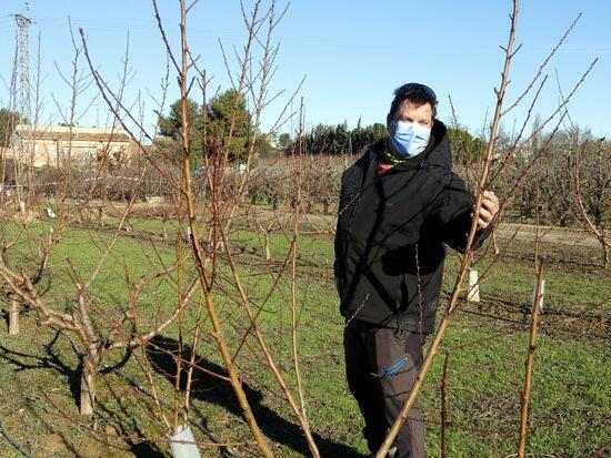⏯️ Les nevades del temporal Filomena ajudaran a millorar la producció de cereals i fruiters