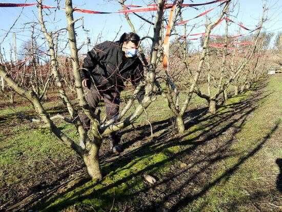 ⏯️ Les nevades del temporal Filomena ajudaran a millorar la producció de cereals i fruiters