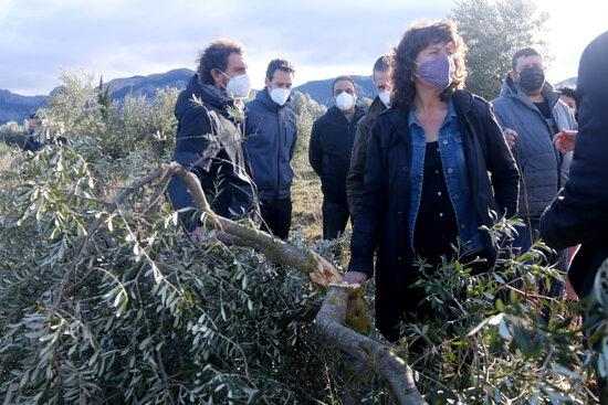 ⏯️ Línia d'ajuts per als productors d'oli afectats pel temporal Filomena