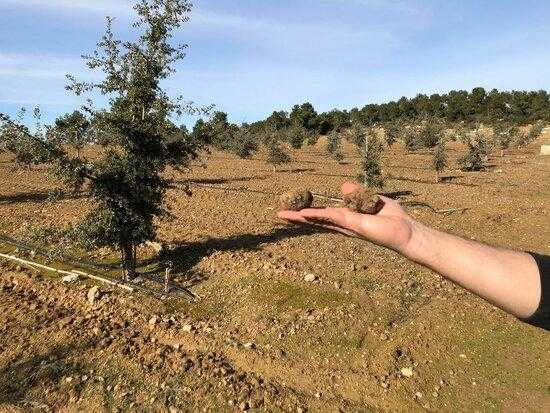 Primers resultats d'una plantació experimental de tòfona negra