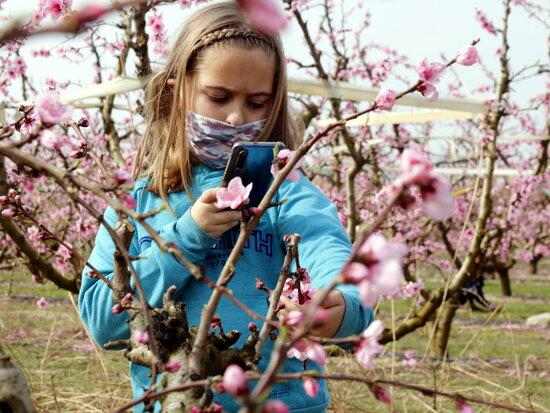 ⏯️ L'atracció de la floració a Alcarràs, amb una ruta guiada adaptada a la covid-19
