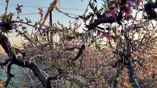 ⏯️ La fruita dolça de Ponent tem una caiguda de la producció per la gelada