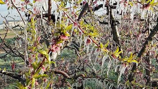 ⏯️ La fruita dolça de Ponent tem una caiguda de la producció per la gelada