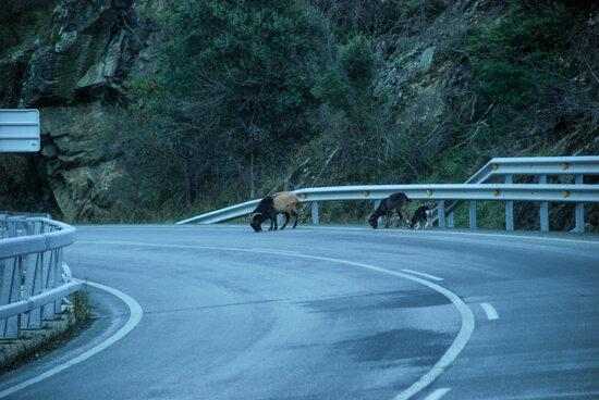 Pedres de sal al Pallars per evitar per evitar que cabres silvestres provoquin accidents