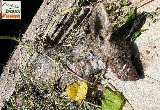 Ipcena denuncia més ofegaments de fauna salvatge al canal d'Urgell
