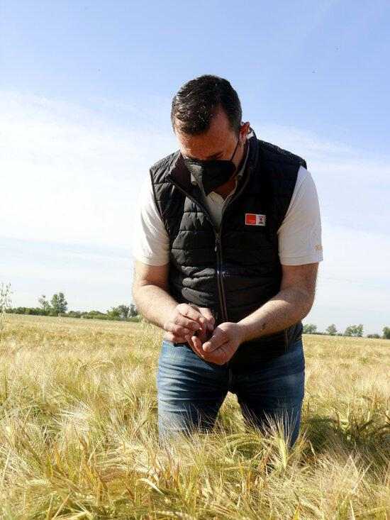 ⏯️ Unió de Pagesos no preveu "una gran campanya" del cereal per la falta de pluges