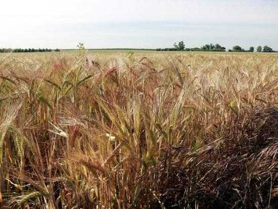 ⏯️ Unió de Pagesos no preveu "una gran campanya" del cereal per la falta de pluges