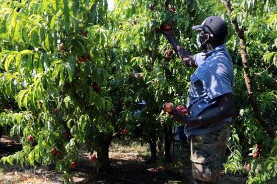 UP preveu una millora del preu en origen de la fruita de pinyol aquesta campanya