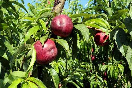 UP preveu una millora del preu en origen de la fruita de pinyol aquesta campanya