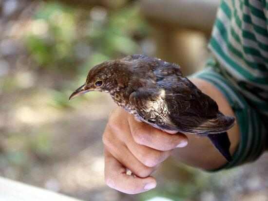 Visita guiada a la Mitjana de Lleida per donar-la a conèixer