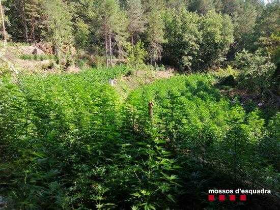⏯️ Desmantellen dues plantacions de marihuana amb més de 18.000 plantes a un bosc al Solsonès