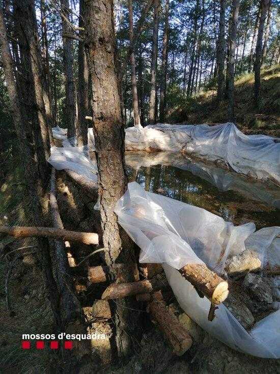 ⏯️ Desmantellen dues plantacions de marihuana amb més de 18.000 plantes a un bosc al Solsonès