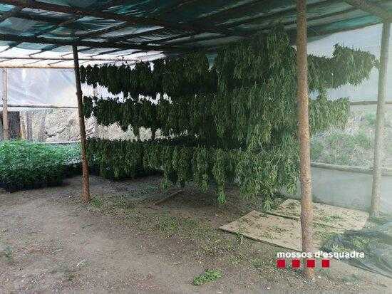 ⏯️ Desmantellen dues plantacions de marihuana amb més de 18.000 plantes a un bosc al Solsonès