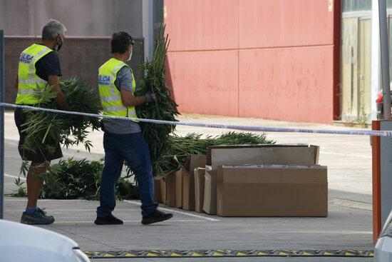 ⏯️ Desmantellen un cultiu interior de marihuana en una nau industrial a Torrefarrera