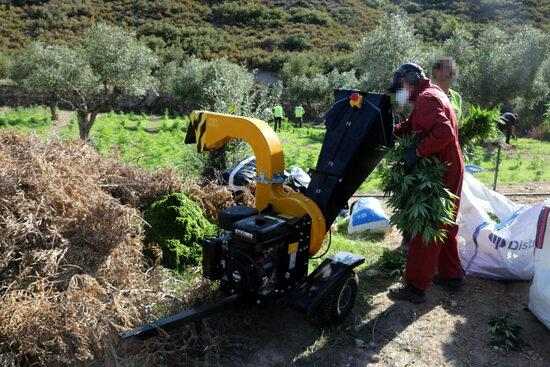⏯️ Els Mossos alerten d'un augment "exponencial" de plantacions de marihuana a Ponent