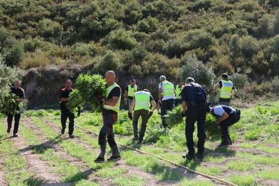 ⏯️ Els Mossos alerten d'un augment "exponencial" de plantacions de marihuana a Ponent