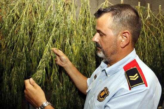 ⏯️ Els Mossos alerten d'un augment "exponencial" de plantacions de marihuana a Ponent