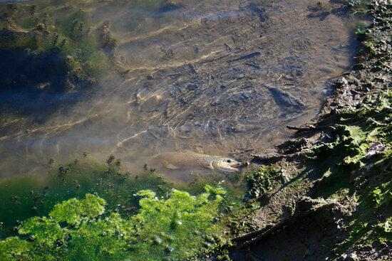 ⏯️ Denuncien la mort de peixos al pantà de la Torrassa a causa d'una "baixada brusca" del nivell d'aigua