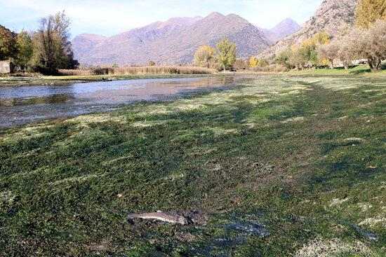 ⏯️ Denuncien la mort de peixos al pantà de la Torrassa a causa d'una "baixada brusca" del nivell d'aigua