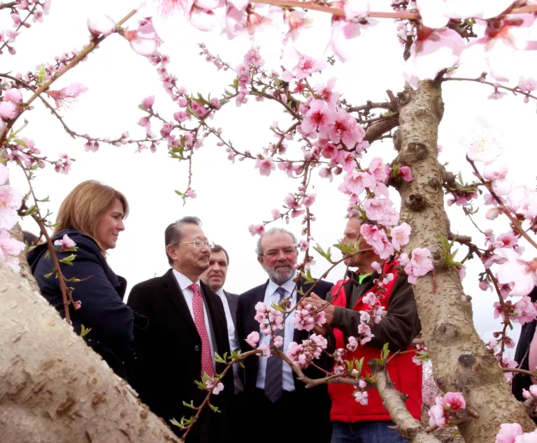 La Diputació vol convertir Aitona en el "Japó català" exportant el Fruiturisme