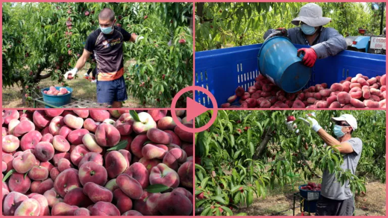 ⏯️ Arrenca la recollida del préssec i la nectarina al Baix Segrià