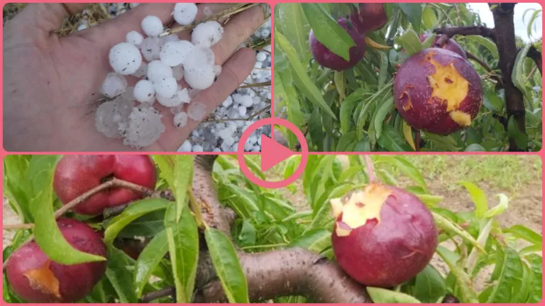 ⏯️ Una pedregada causa greus danys a les collites de fruita del Segrià