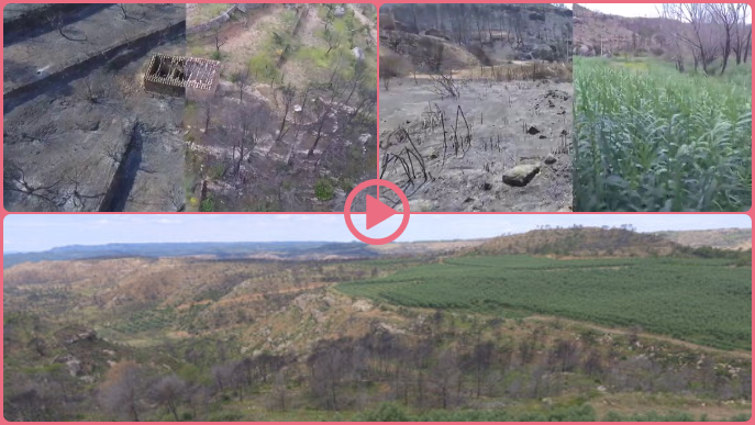 ⏯️ La zona cremada per l'incendi de la Ribera d'Ebre, un any després a vista de dron