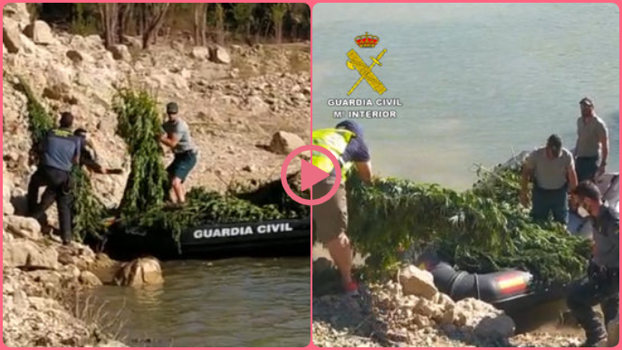 ⏯️ Cinc detinguts pel cultiu de més de 3.000 plantes de marihuana a Camarasa