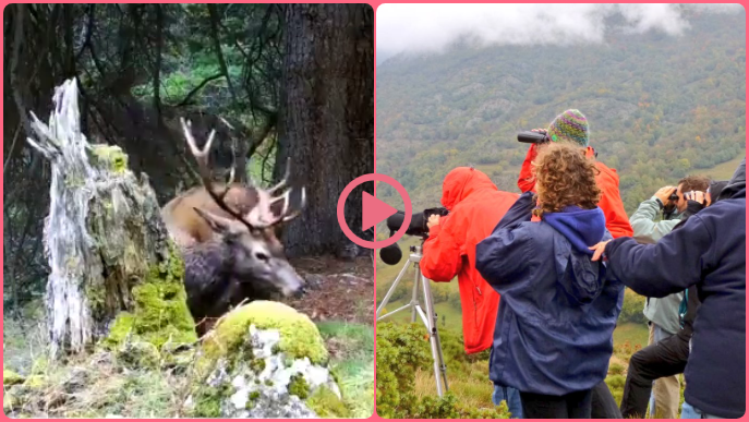 ⏯️ Comença la temporada de la brama del cérvol al Pallars