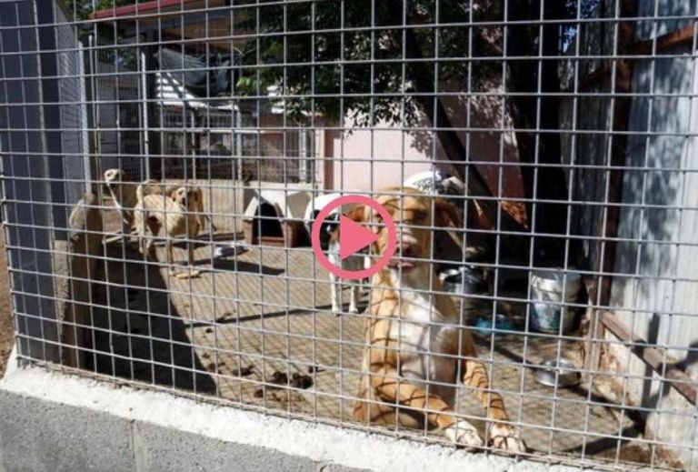 ⏯️ Allau de trucades a la protectora i augment de la demanda d'educadors canins