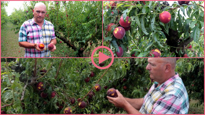 ⏯️ La fruita de pinyol del Baix Segrià, afectada per la pedregada d'aquest dimarts