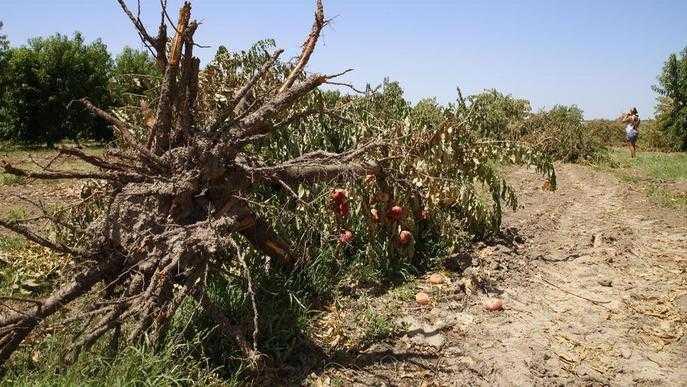 Sis-cents fructicultors volen arrancar gairebé 1.400 ha amb ajuts públics