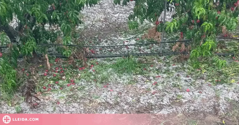 Pèrdues de fruita dolça i de llavor a la Noguera per una pedregada
