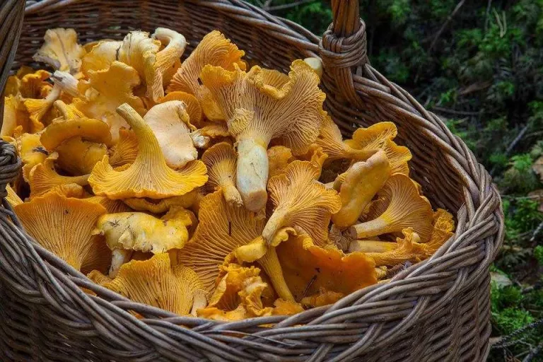 Recomanacions per a ser un autèntic caçador de bolets