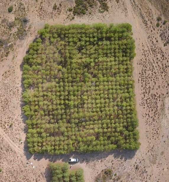 El canvi climàtic pot alentir fins un 75% el creixement dels boscos mediterranis de pi blanc