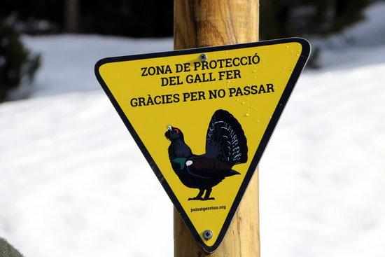 El Parc de l'Alt Pirineu instal·la rètols a Port Ainé per evitar el pas d'esquiadors a zones de protecció del gall fer