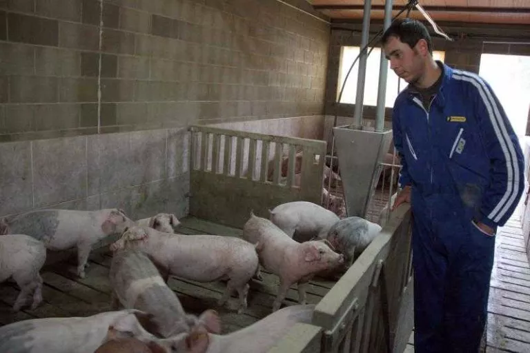 Les granges de Lleida tenen el cens de porcí més baix des de l'any 2010