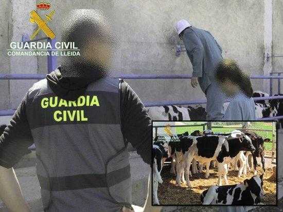 Investiguen dues explotacions ramaderes lleidatanes per alterar la traçabilitat dels vedells