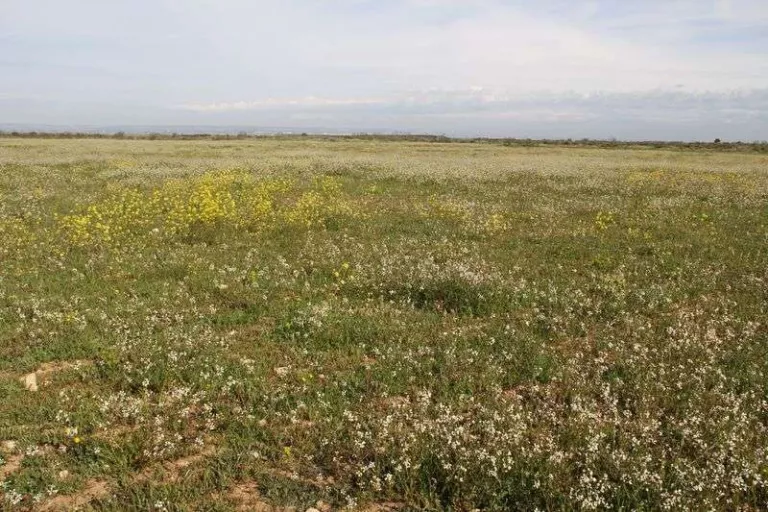 El maneig de la vegetació, clau per afavorir la diversitat d'aus a les ZEPA