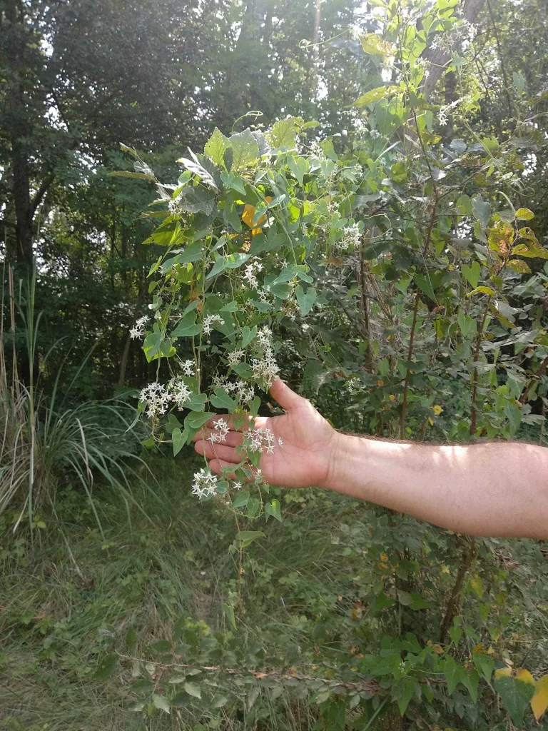 Visita guiada a La Mitjana per conèixer les plantes del bosc de ribera