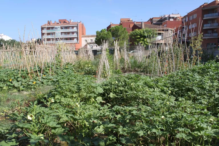Tàrrega ajorna el programa d’horts urbans a causa de la pandèmia