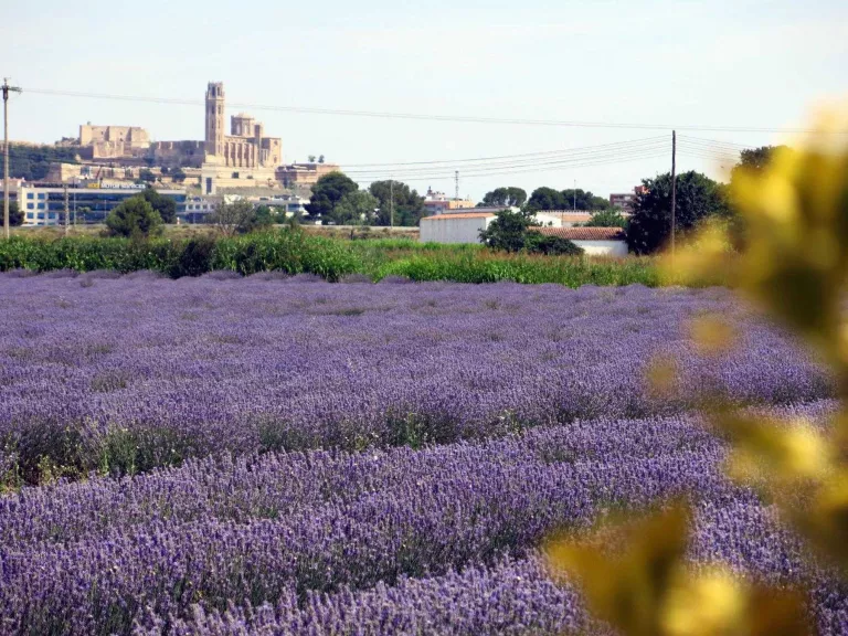 Aromes de Can Rosselló, l'essència de l'Horta de Lleida