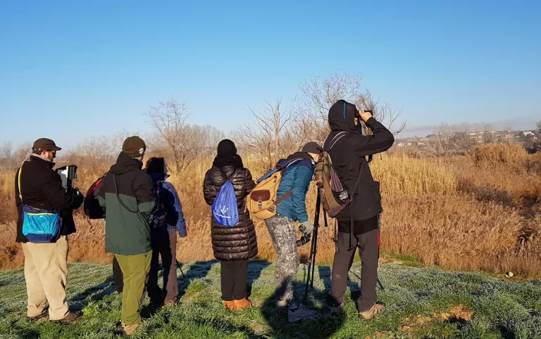 Cens d’ocells hivernants als espais humits de Lleida