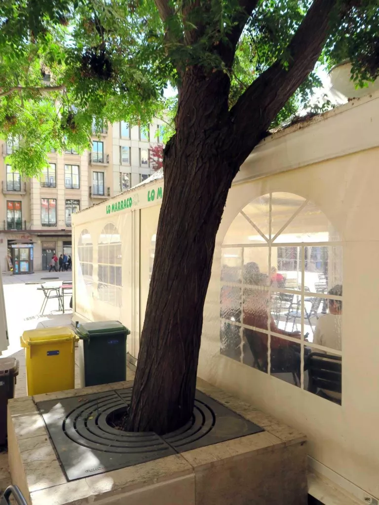 Adéu a un arbre de més de 50 anys a la plaça Sant Joan per seguretat